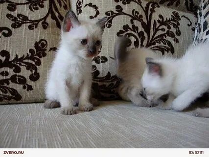 Бесплатные котята сиамская