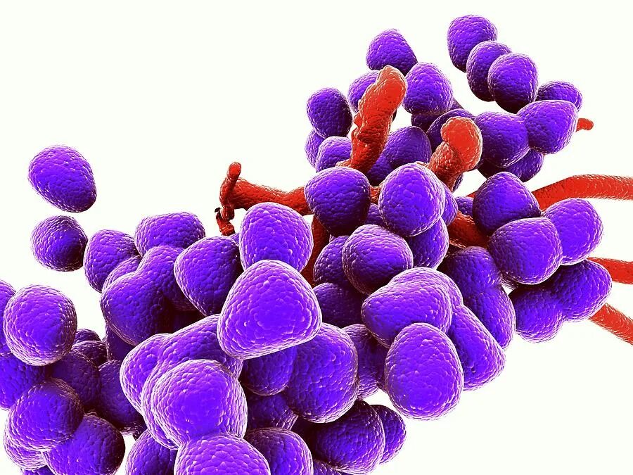 Enterococcus faecalis. Энтерококки faecalis. фекальный энтерококк бактерии. фекальные стрептококки. стрептококкус фекалис.
