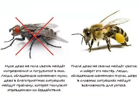 Порхай как муха