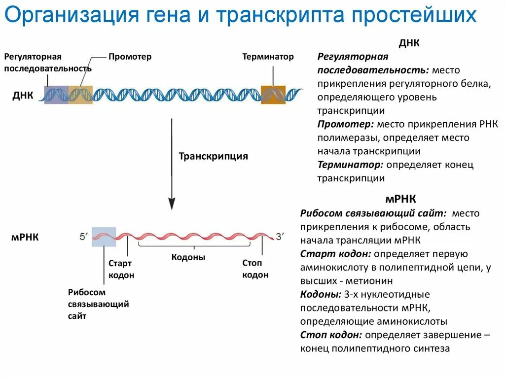 Последовательность транскрибируемой цепи гена днк. Регуляторная последовательность ДНК. Организация Гена. Транскрипция трансляция репликация. Стартовый кодон ДНК.