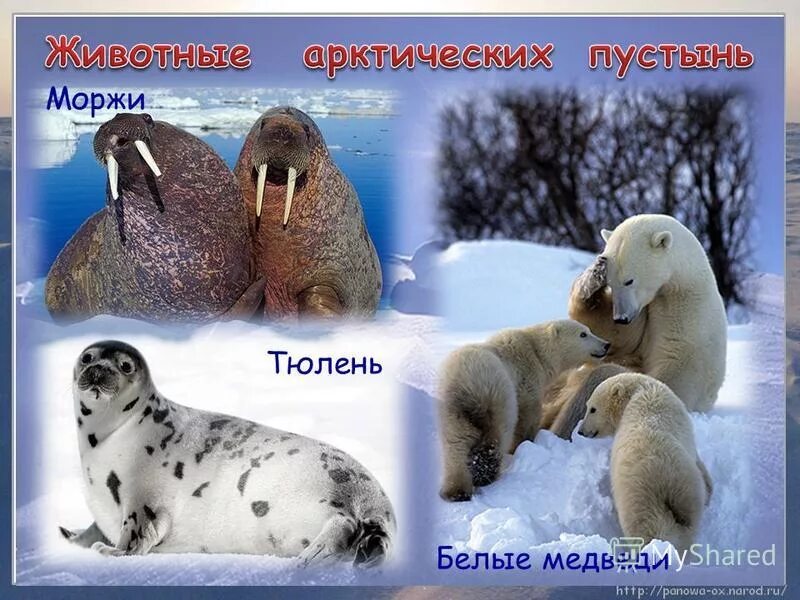 Определите животных арктических пустынь. Животные арктических пустынь. Зона арктических пустынь животные. Арктическая пустыня животные. Животный мир арктической пустыни.