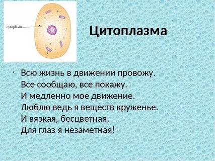 Цитоплазма рисунок