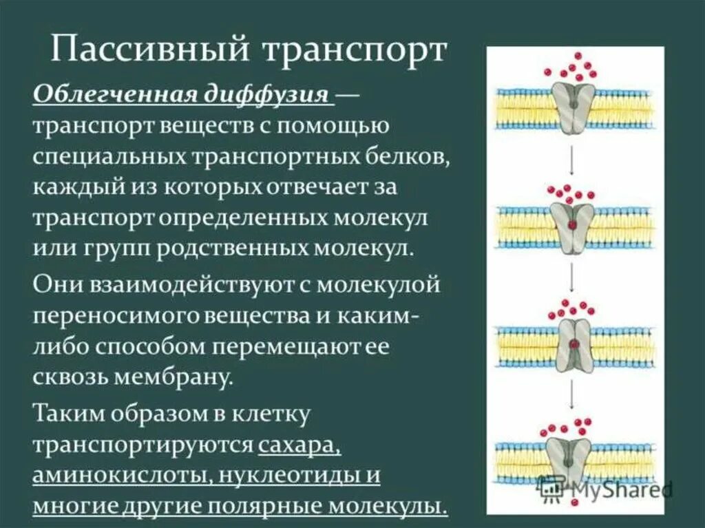 Облегчил почему и. Клеточная мембрана облегченная диффузия. Пассивный транспорт облегченная диффузия. Облегченная диффузия через мембрану. Пассивный транспорт простая диффузия.