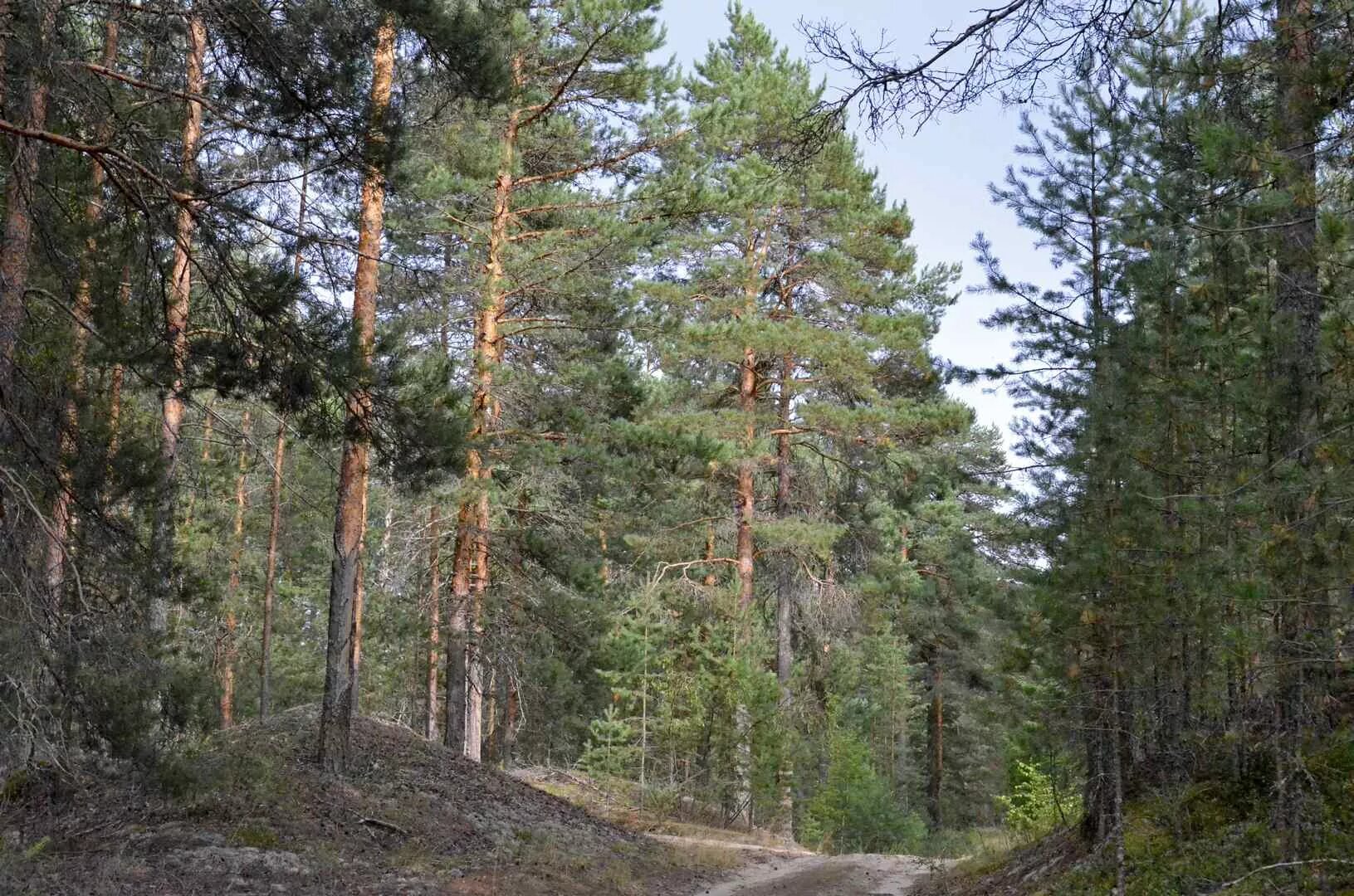 в заповедниках есть леса. заказник кологривский лес. кологривский лес заповедник на карте. заказники костромской области. в заповедниках есть леса.