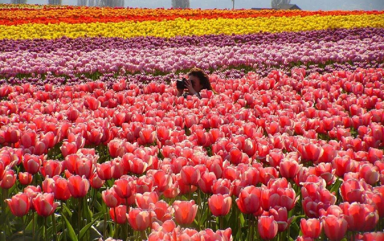 Парк асикага тюльпаны. Парк асикага цветение тюльпанов. Многообразие цветов в природе. Тюльпановые поля в кекенхоф. Легенда о ромашке для детей.