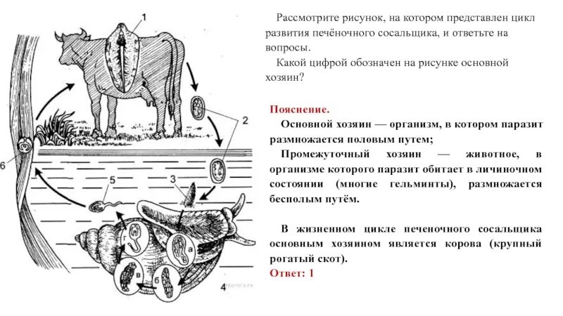 Печеночный сосальщик впр. ВПР биология цикл развития печеночного сосальщика. Цикл печеночного сосальщика биология. Рисунок на котором представлен цикл развития печеночного сосальщика. ВПР цикл развития печеночного сосальщика.