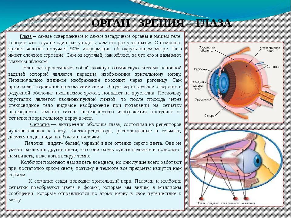 Органы человека глаза. Органы зрения человека. Глаза орган зрения. Сообщение о органе зрения.