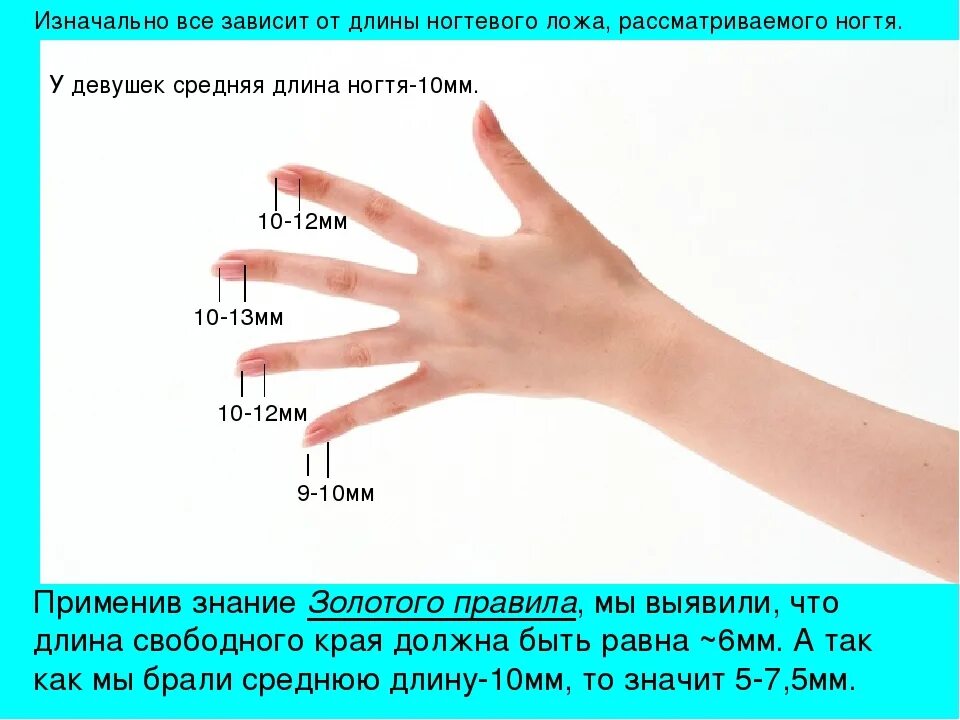 Как считать длину ногтей. Измеритель размера ногтей. Как определяется длина ногтей. Классификация длины ногтей.