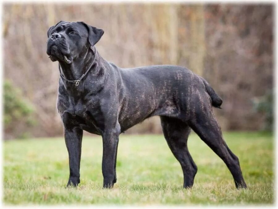 Типы кане корсо. Кане корсо. кане корсо некупированный. кане корсо корсо. cane corso собака.