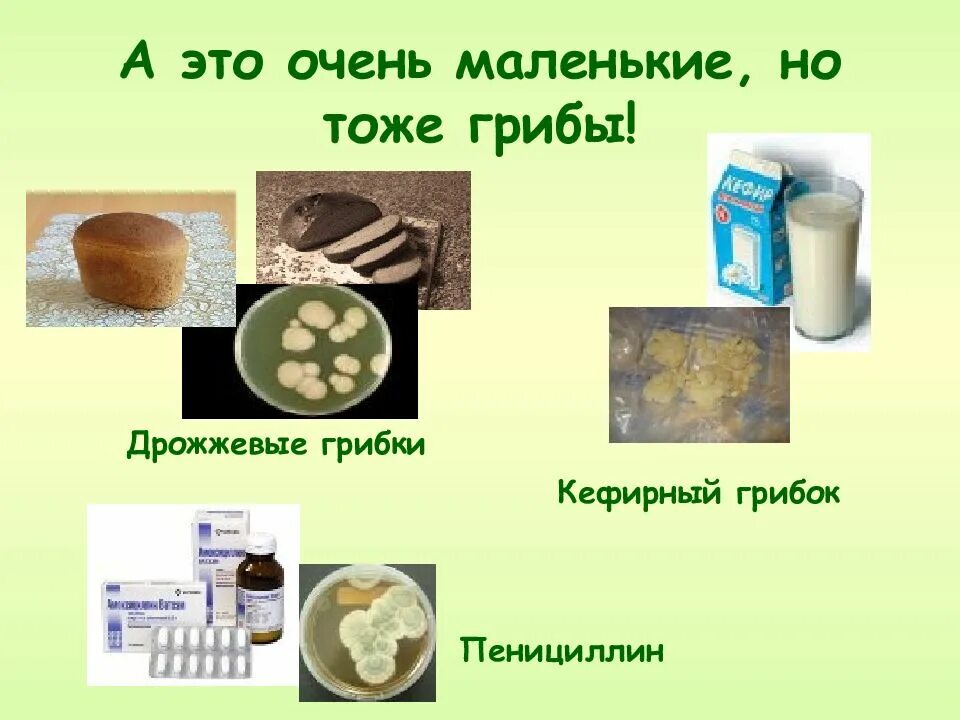 Почему дрожжи называют сахарным грибом. Дрожжевые грибы. дрожжи грибы. дрожжевые грибы информация. доклад про дрожжи.