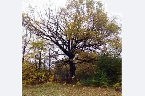 Дерево тамбов