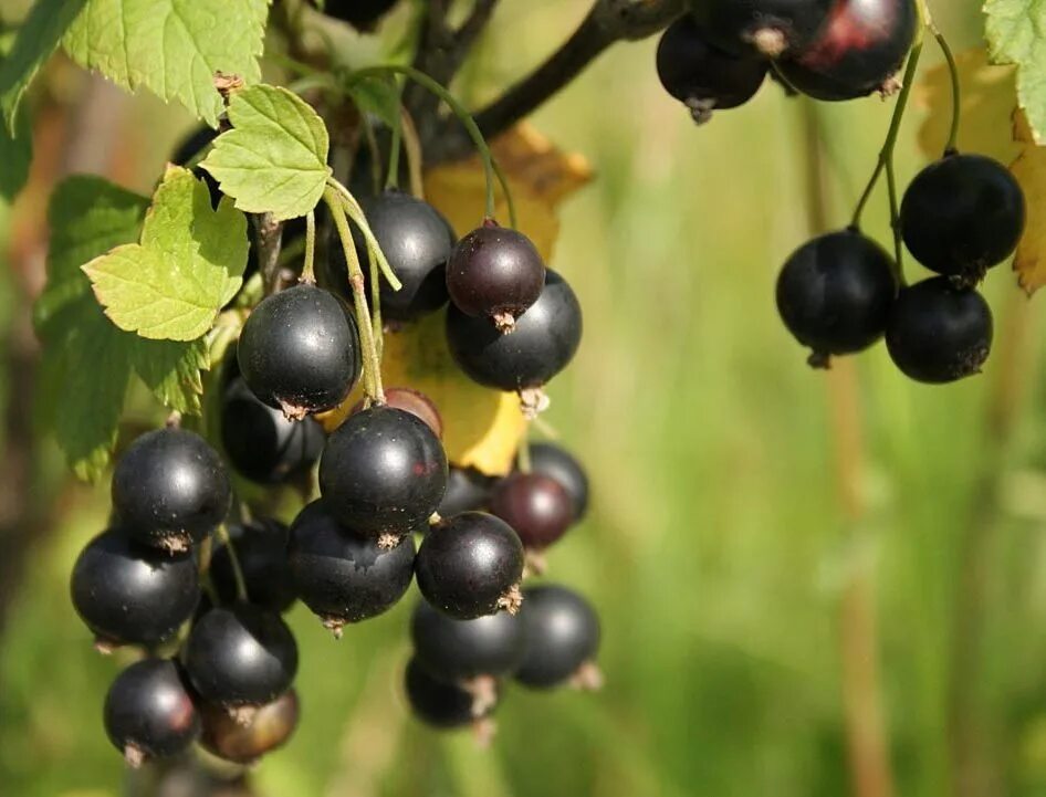 Смородина черная Селеченская. Смородина Селеченская куст. Смородина чёрная Селиченская 2. Смородина черная "Селеченская 2" куст.