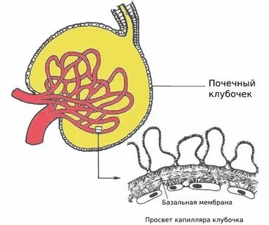Почечная мембрана