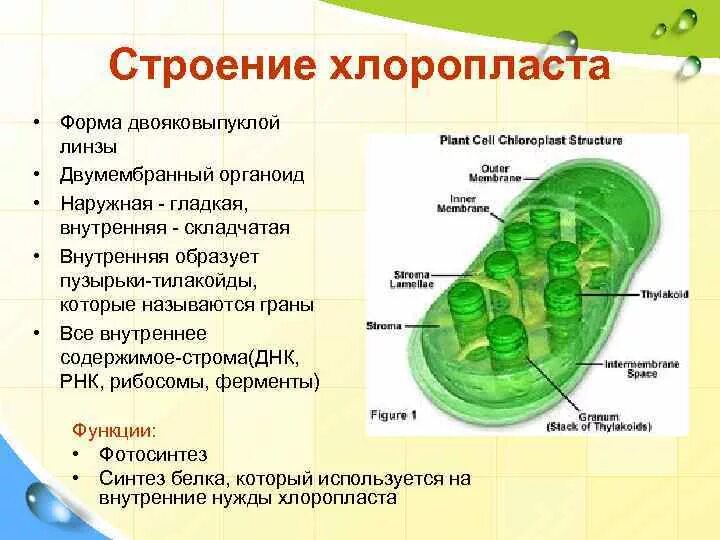 Органеллы водоросли