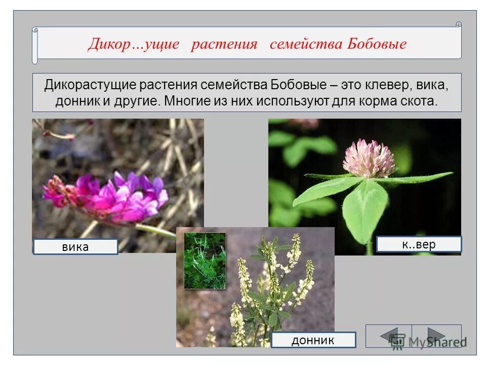 опишите 2 3 растения семейства мотыльковых