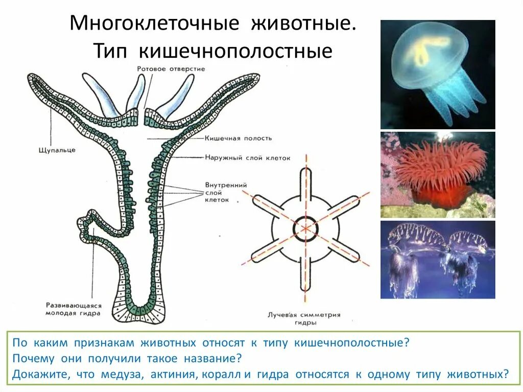 Кишечнополостные гидра медузы кораллы. Тип Кишечнополостные строение медузы. Гидроидные Сцифоидные коралловые полипы. Представители кишечнополостных 5 класс биология.