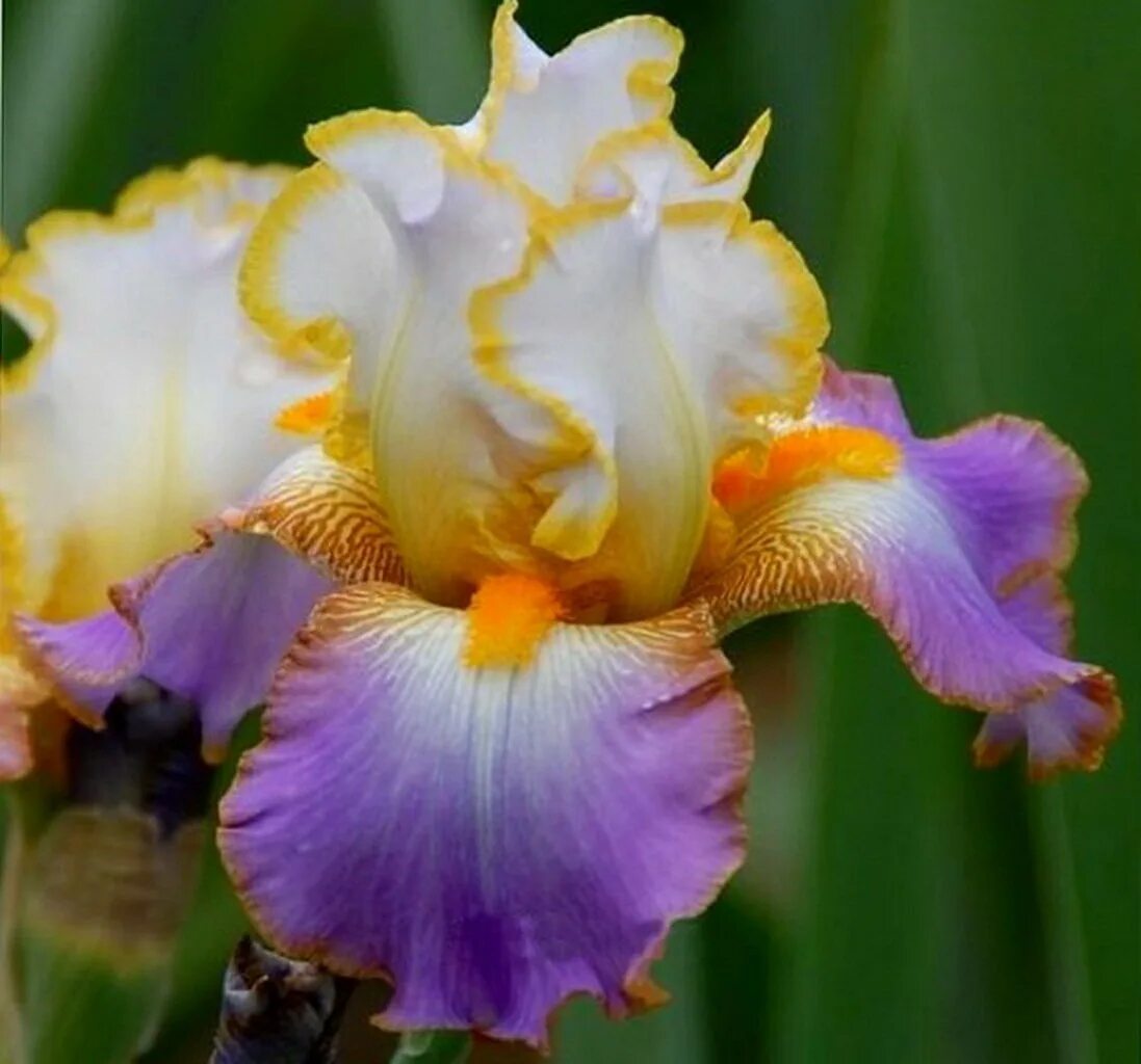 Iris des
