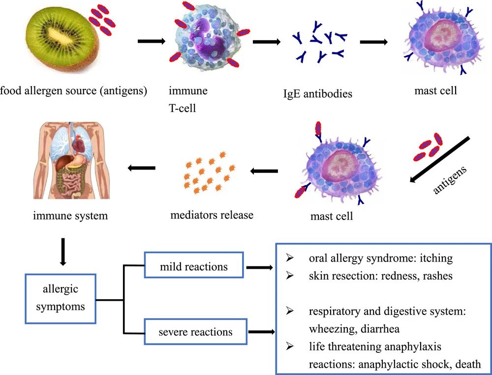 Тучные клетки и иммунитет. Тучные клетки и аллергия. Аллергия и анафилаксия Ветеринария.