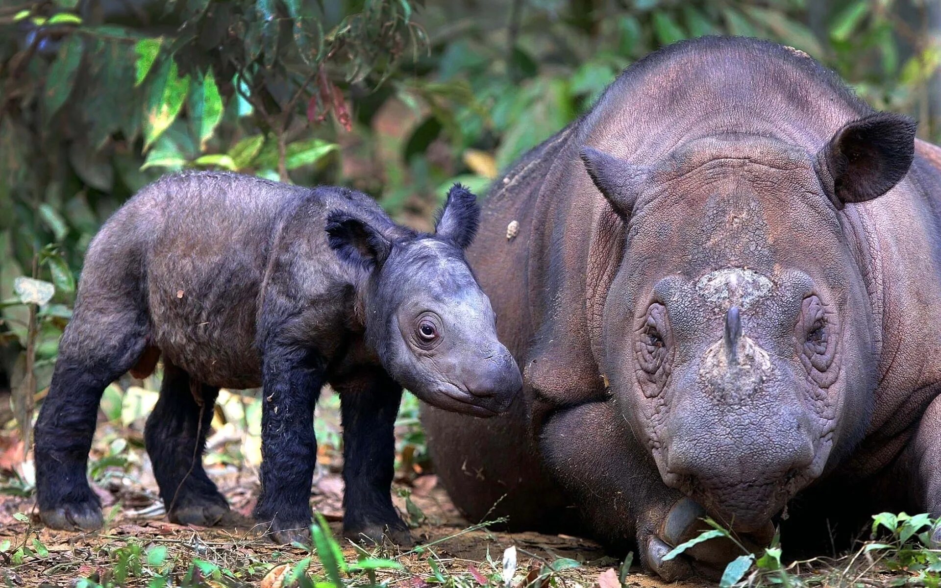 Плотный редко. Носорог Суматры. Суматранский Носорожик. Суматорскский носорог. Суматранский двурогий носорог.