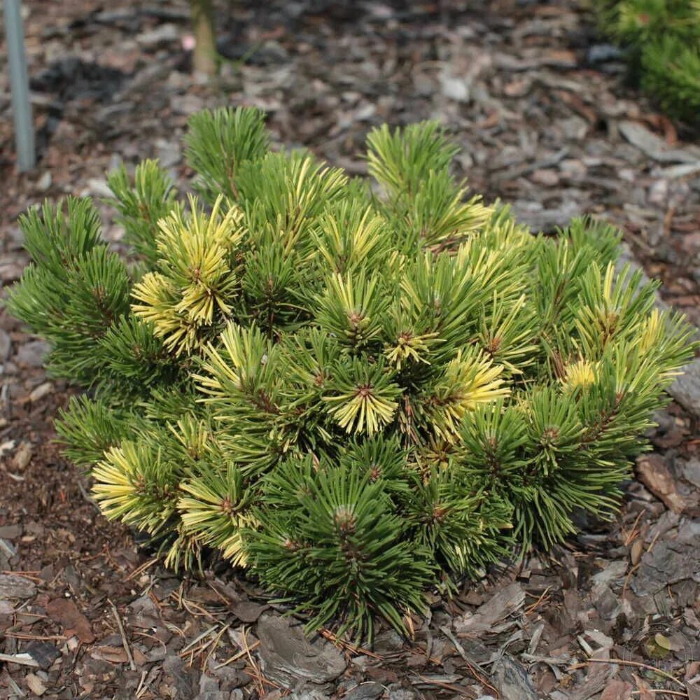 Сосна Горная Муго. Сосна Pinus mugo. Сосна Горная Альбовариегата. Сосна Горная "Albovariegata Panoch". Хвойные недорого