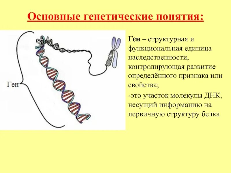Функциональная единица гена. Ген функциональная единица наследственного материала. ген это единица наследственной информации. ген это в генетике. ген это в биологии.