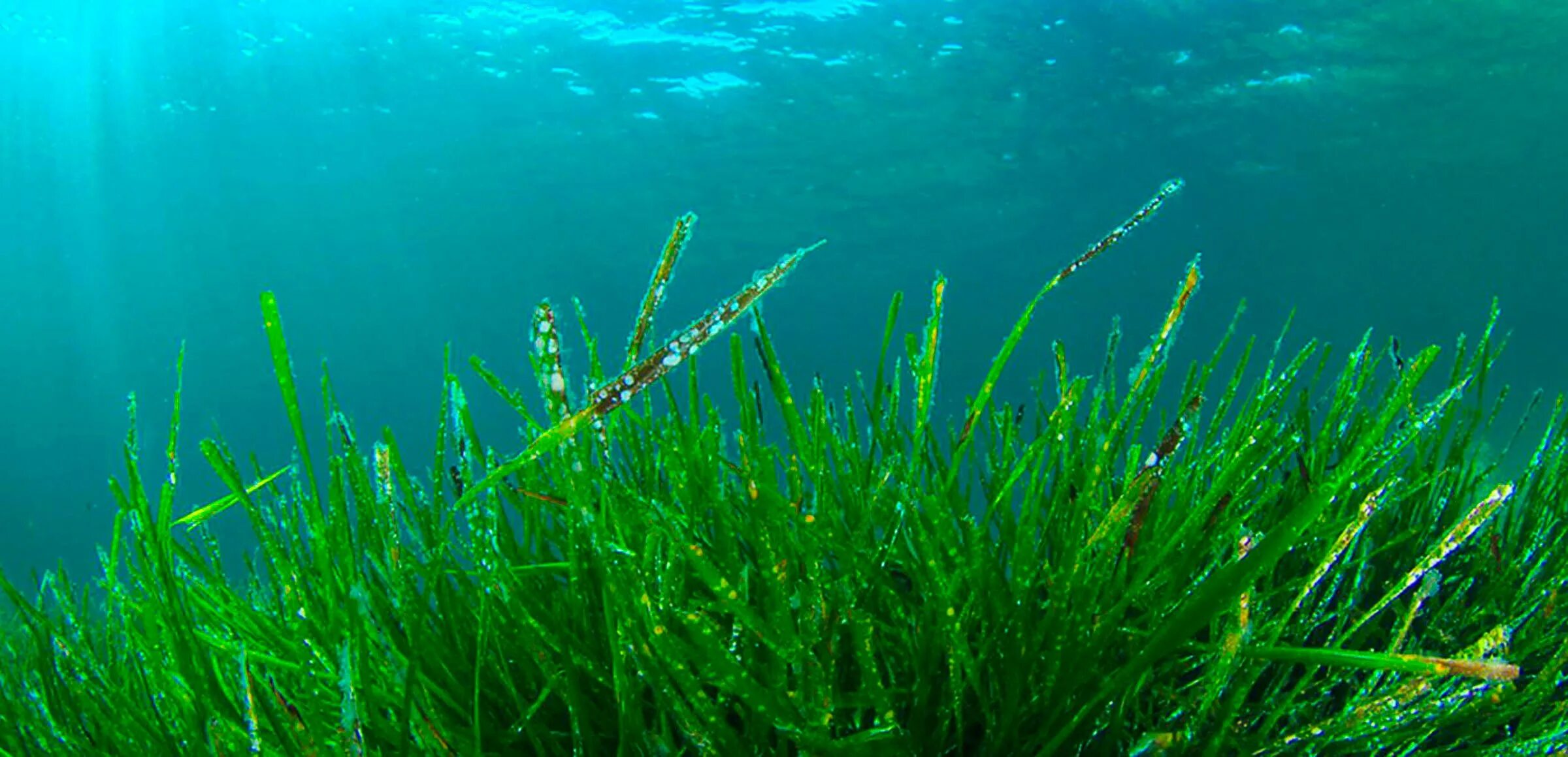 Тонкие водоросли. Спирулиновые водоросли. Spirulina водоросль. Водоросль Spirulina Major. Синяя спирулина водоросль.