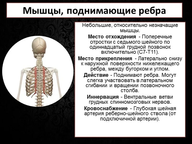 Поднимающая латынь. Мышцы поднимающие ребра. Мвгщы поднммаюшие ребра. Короткие мышцы поднимающие ребра. Мышцы поднтмающая рёбра.