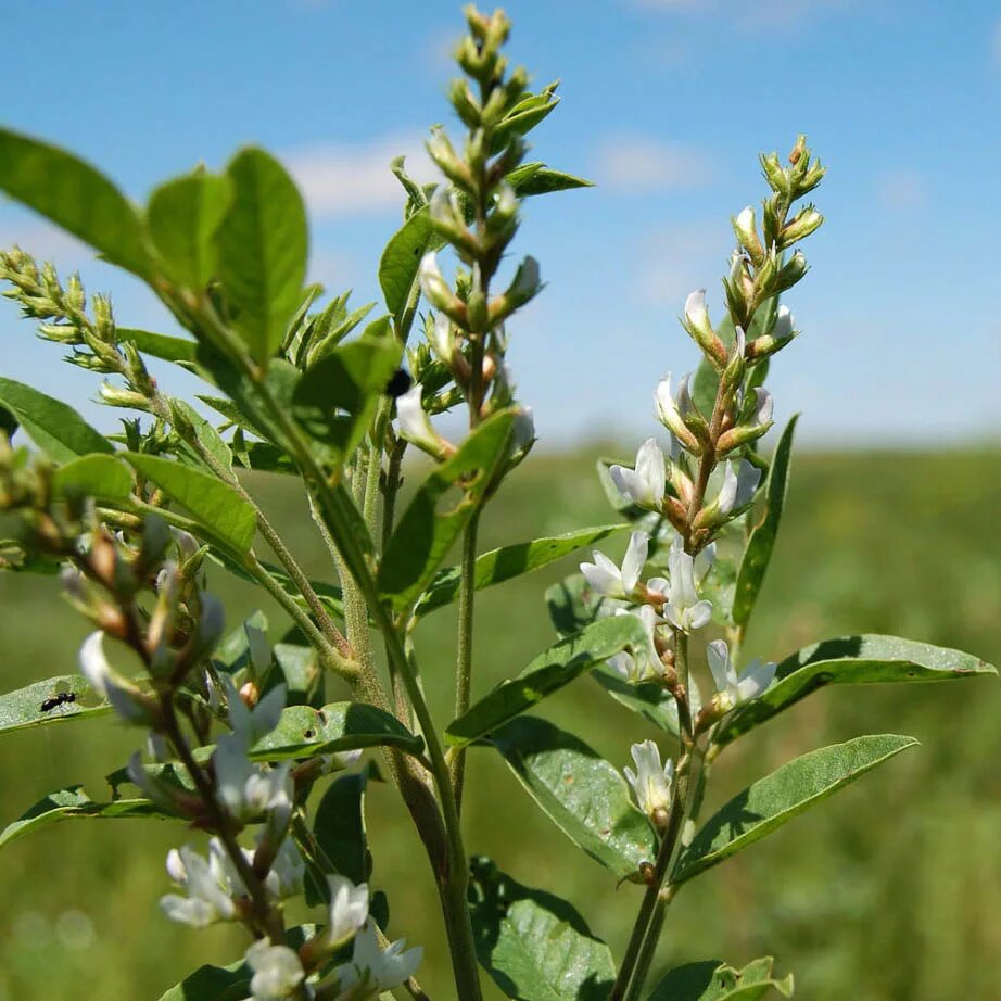 Glycyrrhiza glabra. Солодка Полевая. Корень солодки, Солодка Уральская, лакричник. Лакрица Солодка растение. Лакрица растение