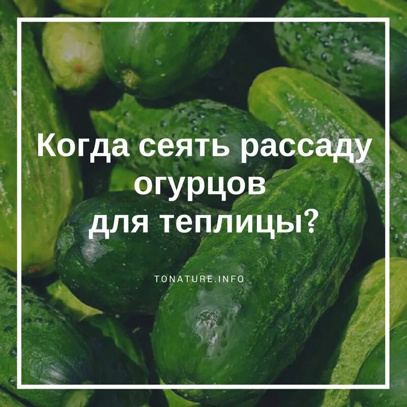 Огурец перед сном. Когда сеять огурцы на рассаду для теплицы. Семена огурцов для теплицы в магазинах магнит. Когда сеять рассаду огурцов для теплицы в Подмосковье. Когда посеять рассаду огурцов для теплицы