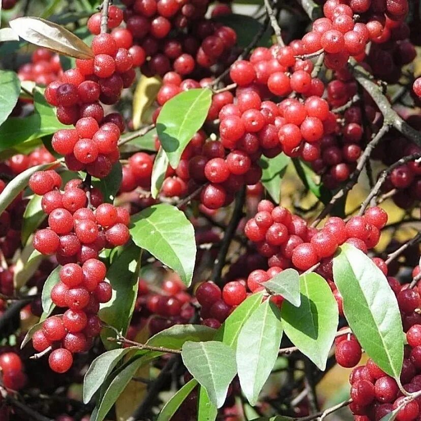 Лох сорта. Elaeagnus umbellata. джуда ягода. лох зонтичный акигуми. лох зонтичный (elaeagnus umbellata).