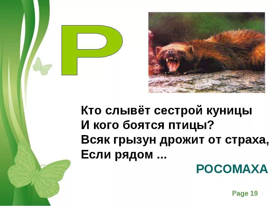 Слово слыть. Загадка про Росомаху. Загадка про Росомаху для детей. Загадки о животных. Загадки про животных на букву р.