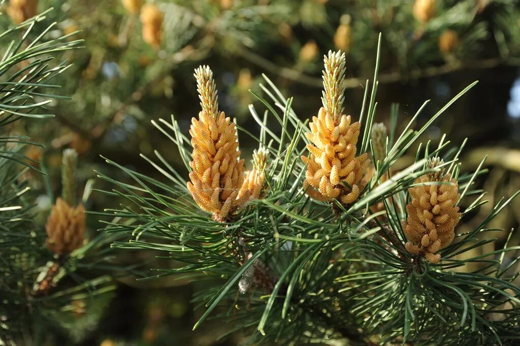 Хвойные пыльца. Пыльца сосны обыкновенной. Pinus massoniana. Пыльца шишки сосны. Пыльцевые почки сосны.