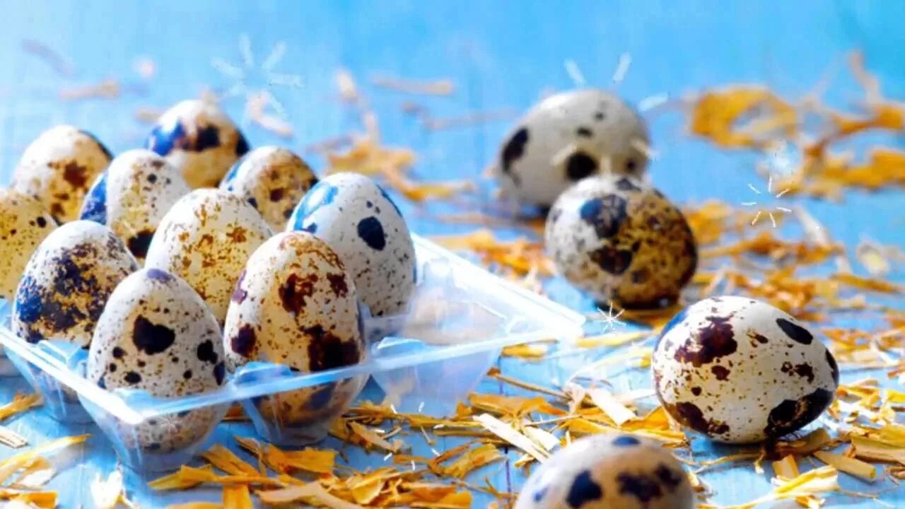 Перепелка яйца. Яйцо перепелиное домашнее. Инкубация перепелиных яиц по дням. Перепелка яйца. День перепелиных яиц.