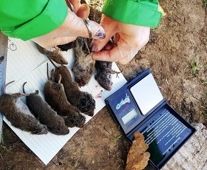 дезинсекция от грызунов. отлов грызунов. капкан для крыс. отлов грызунов. коралл травля грызунов.