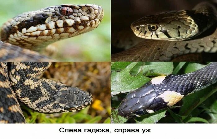 Гадюка и уж различия. Отличие червяги от гадюки. Змея уж и гадюка. Уж обыкновенный и гадюка обыкновенная сходства и различия. Отличие червяги от гадюки.
