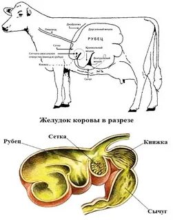 Животного 4 желудка