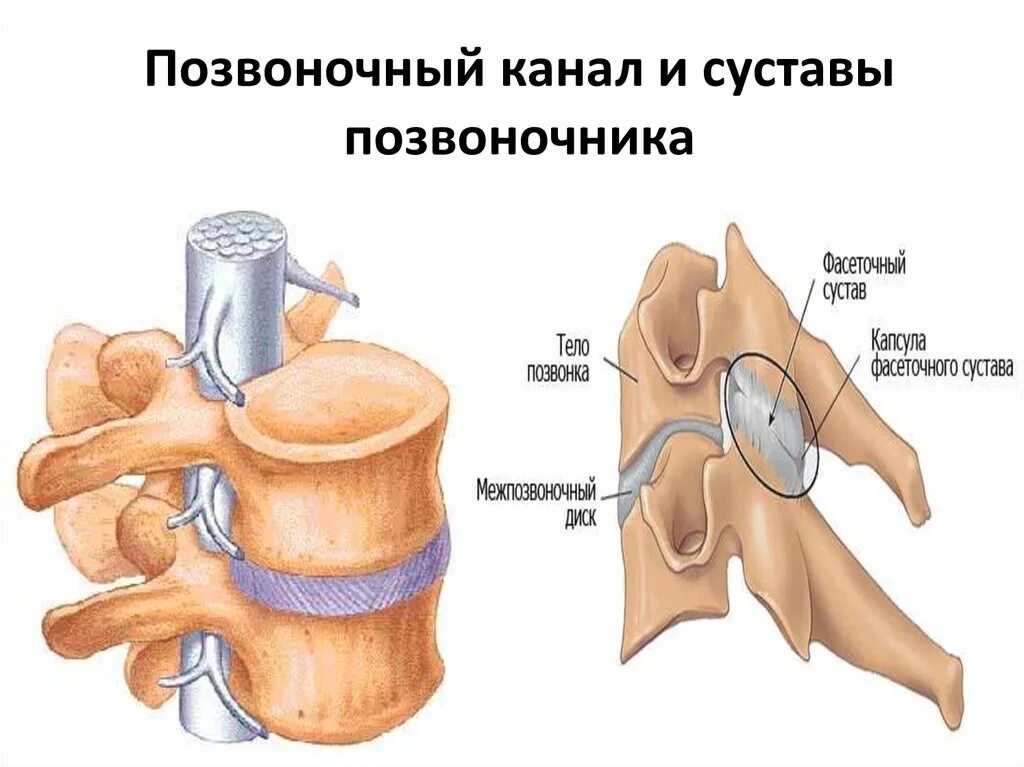 Суставы поясницы. Межпозвонковые суставы (суставные поверхности, форма, движения). Строение фасеточных суставов позвоночника. Строение позвонка фасеточные суставы. Сустав между суставными отростками позвонков.