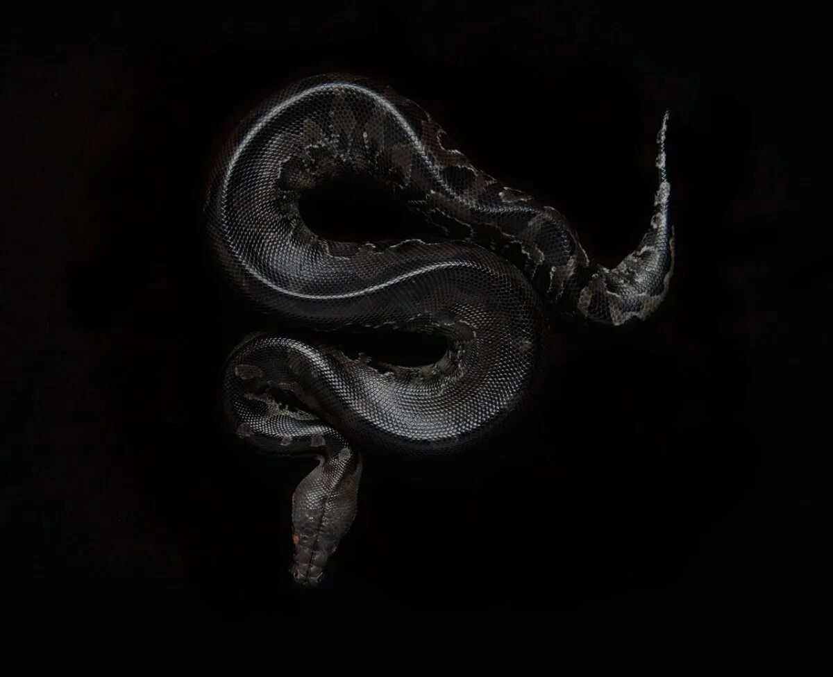 Темного змейка. Блейк Снейк чёрная змея. Черный питон змея. Змея арт. Змея на черном фоне.