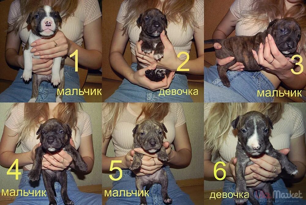 Щенки девочки как различить. Как отличить собаку мальчика от девочки. отличить собаку девочку от мальчика. как определить пол собаки щенка.
