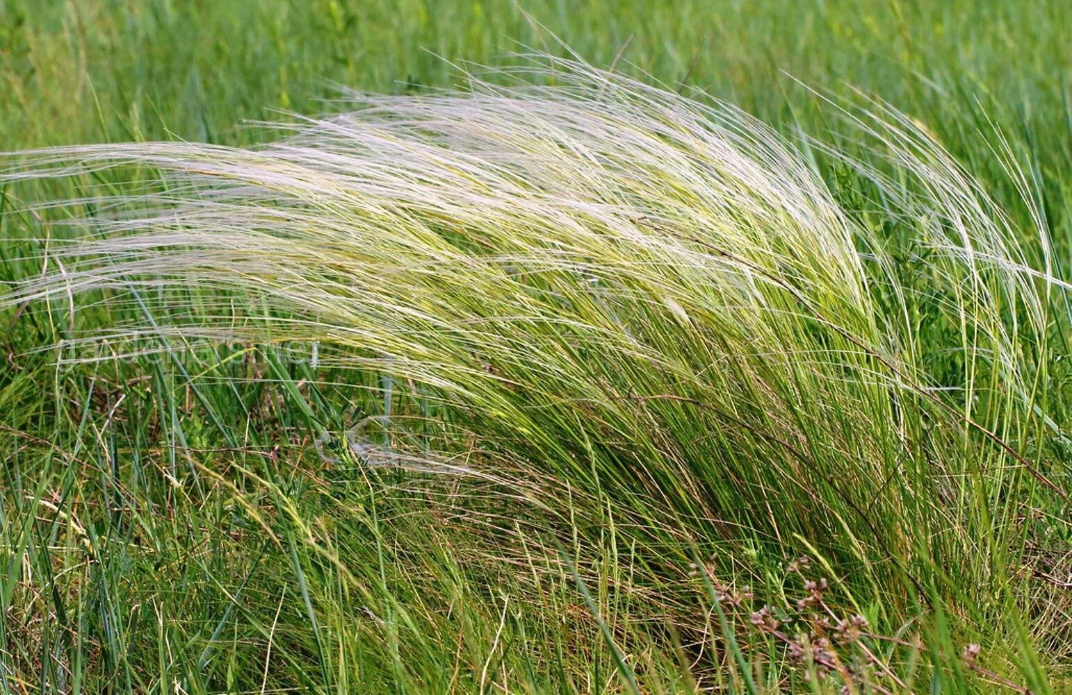 Болотная степная. Ковыль и Типчак. Ковыль Лессинга. Ковыль (Stipa). Растение ковыль Лессинга.