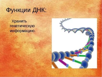 Место хранения днк