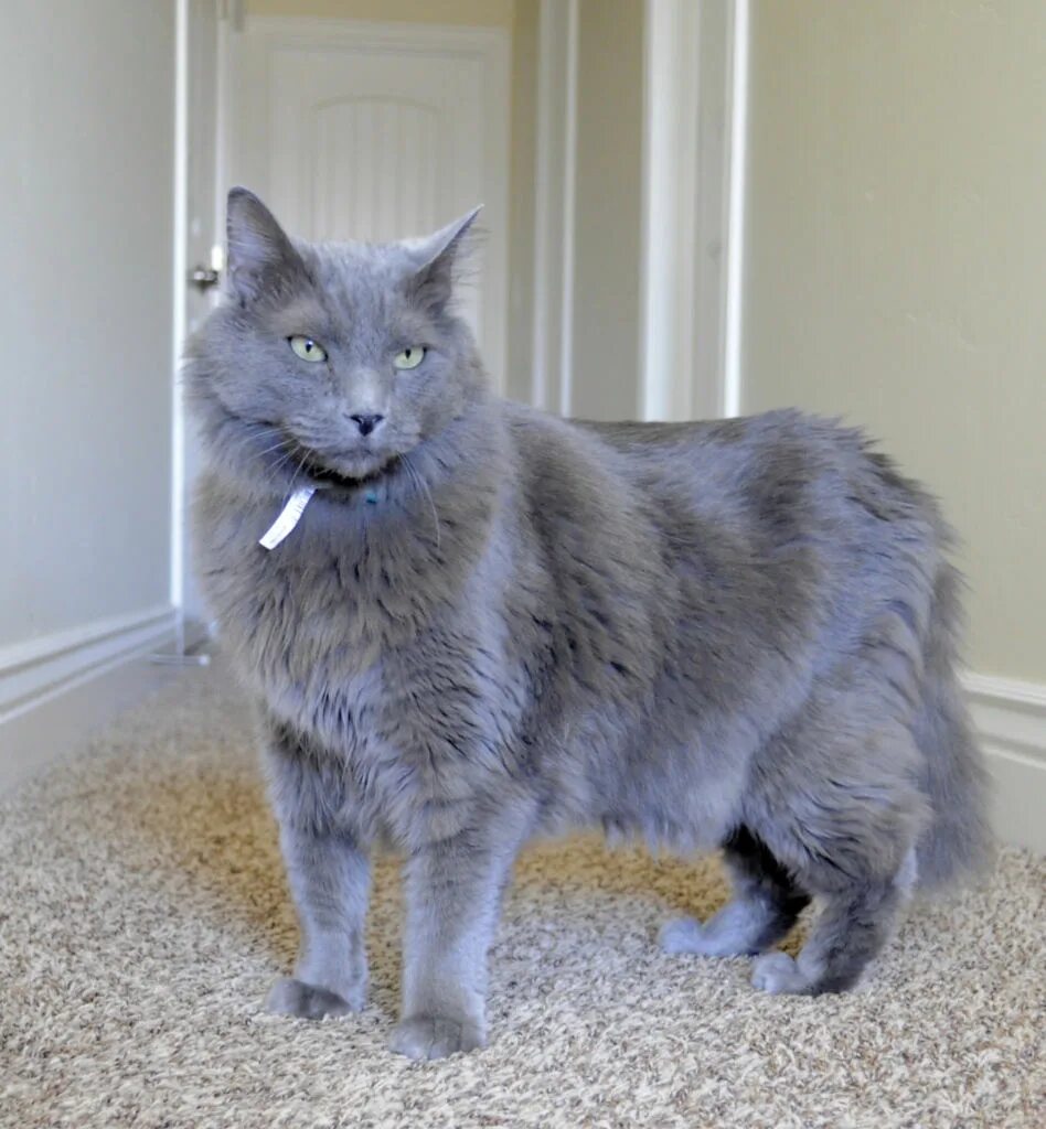 Кошки породы нибелунг описание. Нибелунг (порода кошек). Сибирский нибелунг кошка. Кошки породы нибелунг описание. Сибирский нибелунг длинношерстный.