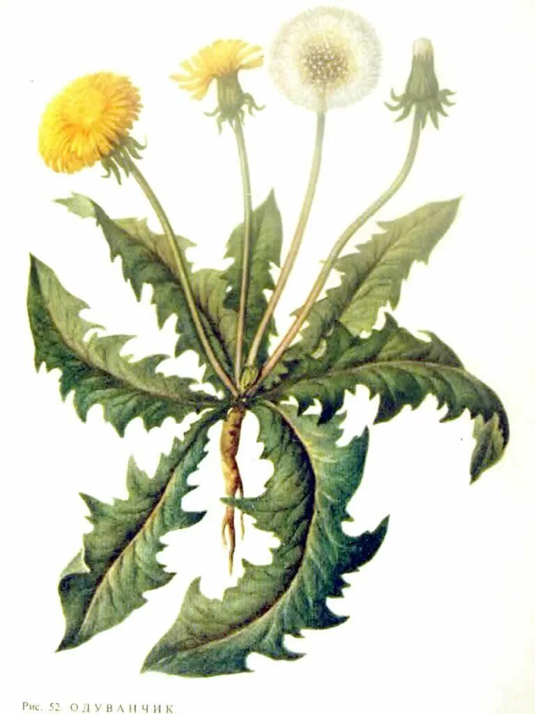 Семейство Астровые. Одуванчик лекарственный. Лист Taraxacum officinale. Семейство Сложноцветные одуванчик лекарственный. Сложноцветные растения одуванчик. Цветок одуванчика лекарственного