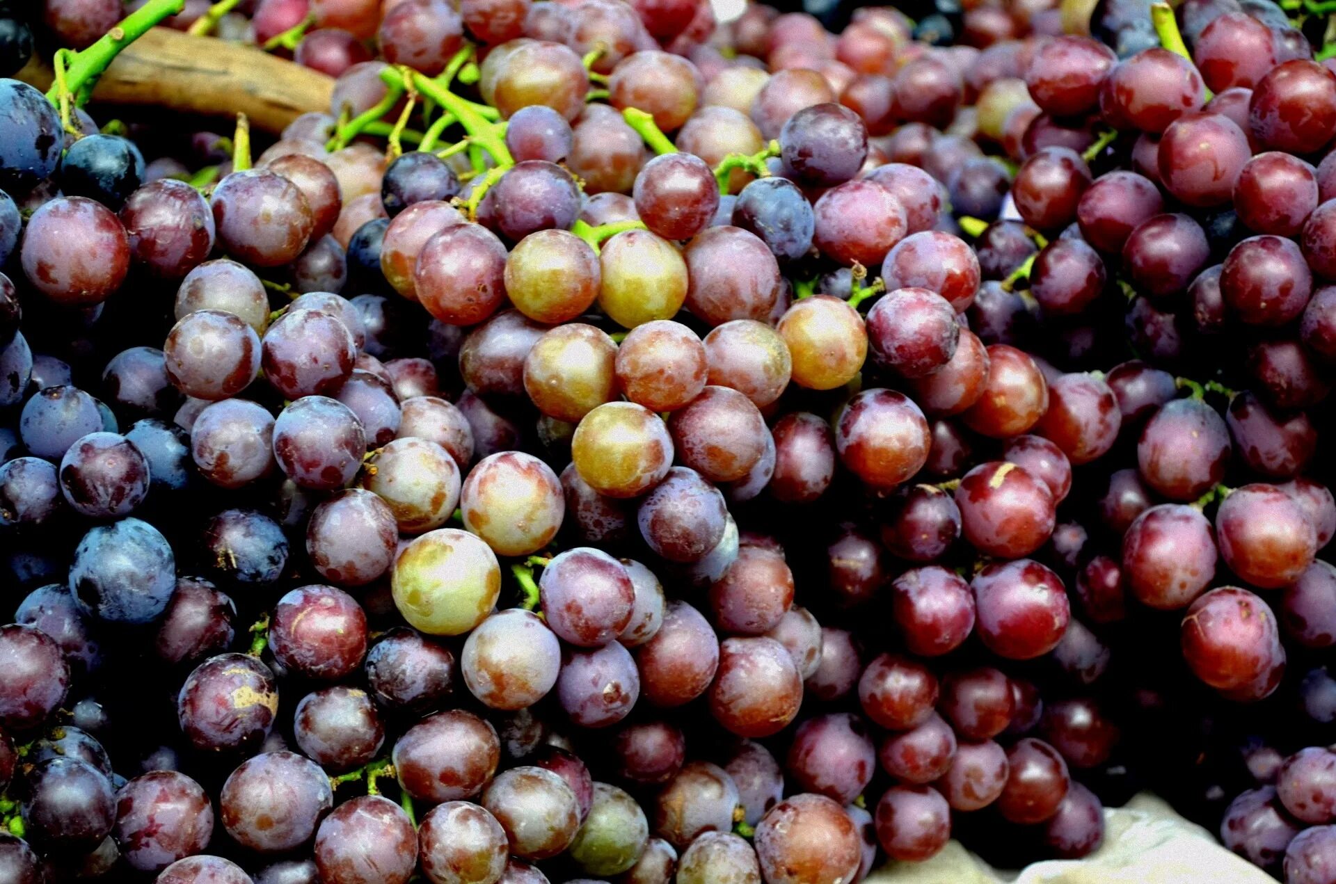 Виноград ред Глоб. Виноград Блэк Глоуб. Виноград Глобус. Виноград, гроздь, grapes, bunch.