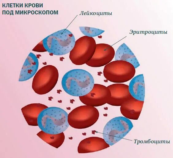 Мелкие фракции крови. Фракции крови тромбоциты. Разделение крови на фракции. Фракции крови животных.