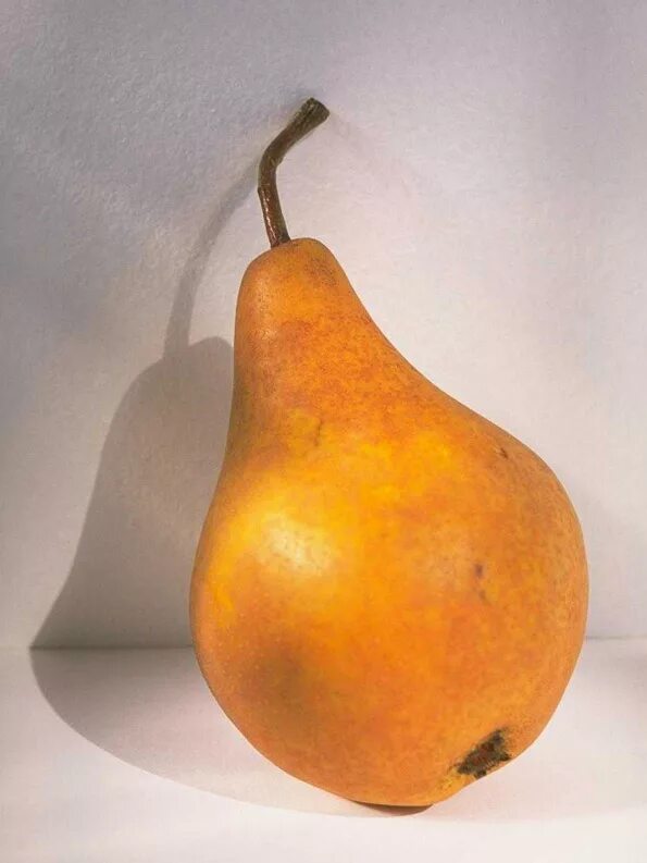 Orange pear. Оранжевая груша. Цвет груша. Груши цветные. Груша оранжевого цвета.