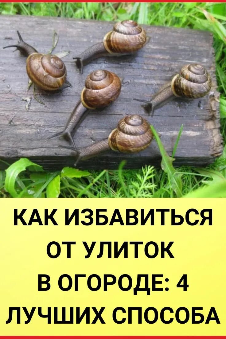 Как избавиться от слизней на огороде навсегда. Мелкие улитки на огороде. средство для борьбы с улитками на огороде. средство от улиток на огороде. от улиток и слизней в огороде.