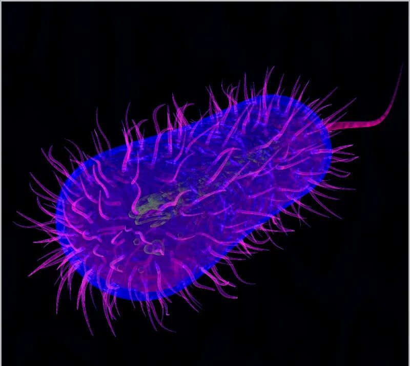 Бацилла кишечная палочка. Кишечная палочка escherichia coli. Бактерии колли. Бактерии колли. Бактерии колли.