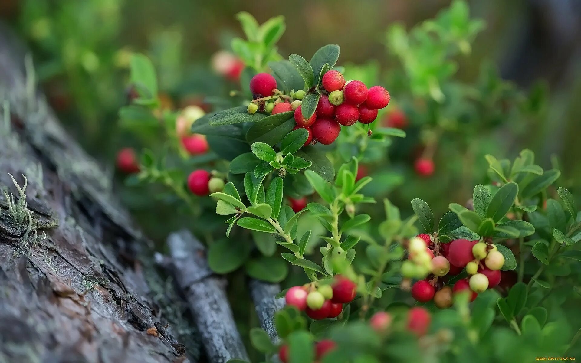 Ягоды в лесу есть. Ельник черничник. Брусника файрболлз. Брусника ягода в лесу. Ягоды в лесу есть.