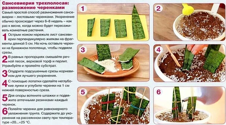 Сансевиерия щучий хвост черенкование. Сансевиерия ханни размножение листом. Сансевиерия черенкование. Сансевиерия росток. Сансевиерия лауренти размножение листом.